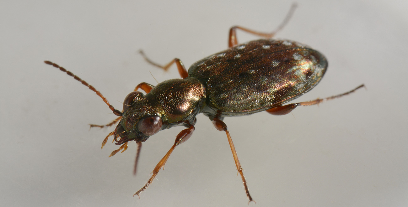 Carabidae: Asaphidion pallipes? S.